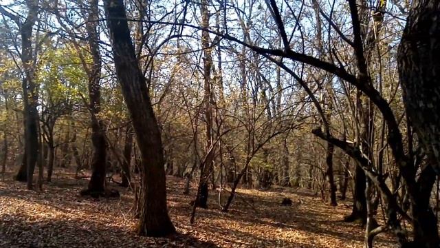 #шахмурза #старый крым #прогулкавлесу #крымский лес #лес