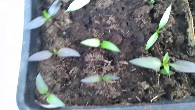 ФИОЛЕТОВАЯ РАССАДА что делать. 2 СПОСОБА спасти рассаду смотреть онлайн