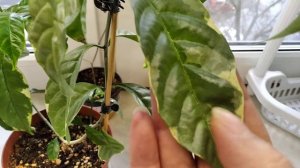 Вариегатная табернемонтана. Пандаки Сильвер сплеш, Грин спорт, Крем маргин, Голден вариегата.