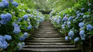 Гортензия Никко Блю — описание, посадка и уход