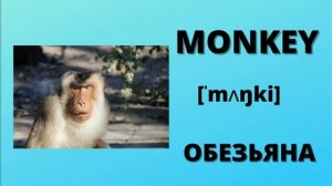 ЖИВОТНЫЕ НА АНГЛИЙСКОМ ЯЗЫКЕ С ПЕРЕВОДОМ,ANIMALS