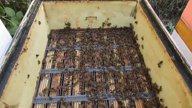 протестировал новую проволочную разделительную решетку для пчел  понравилась буду заказывать еще