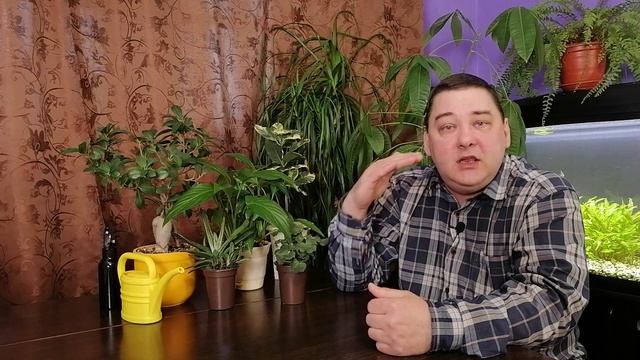 ? ДРАЦЕНА ОБРЕЗКА