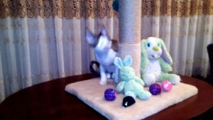 Какую выбрать когтеточку для котенка