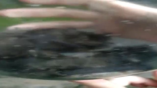 11 летучих мышей залетели в квартиру в Бердске смотреть онлайн