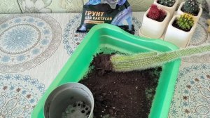 Композиция из кактусов