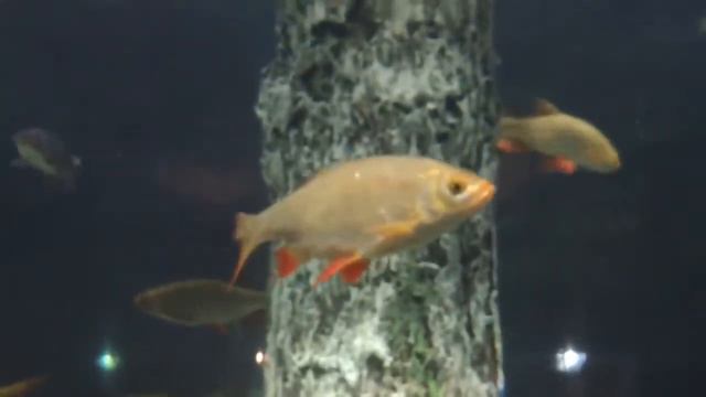 Рыба язь и берёза в аквариуме смотреть онлайн