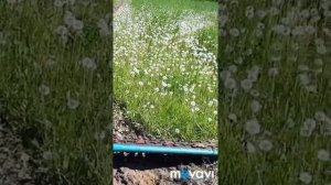 Т- 40,косилка КС-2,1