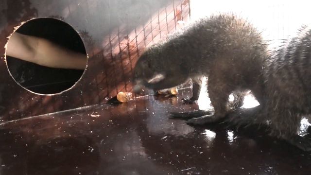 Семья скоростных, разговорчивых Полосатых Мангустов! A family of fast, talkative Striped Mongoose! смотреть онлайн