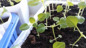 Агератум мексиканский 3. Прищипывать или нет?!