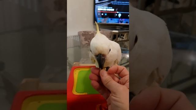 Training cockatoo easy tricks | Polly the Cockatoo