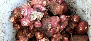 Время собирать топинамбур.