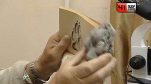 Следы чупакабры в Подмосковье