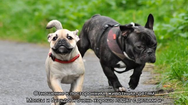 Мопс и французский бульдог: кого выбрать смотреть онлайн