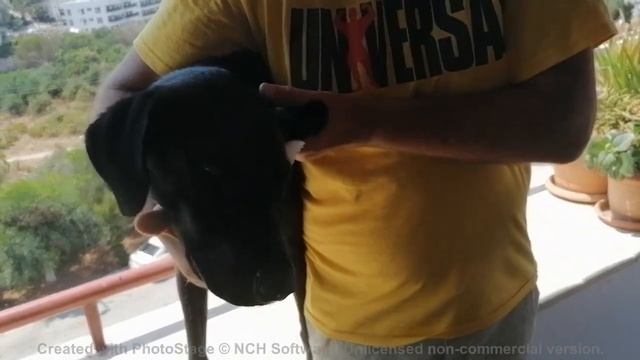 Чистим уши собаке правильно/Cleaning your dog's ears correctly смотреть онлайн