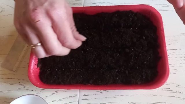 САМЫЙ ПОЛЕЗНЫЙ СОРТ КАПУСТЫ!!!! БРЮССЕЛЬСКАЯ!!! смотреть онлайн