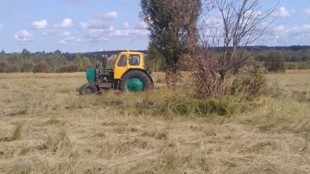 Корчевание Трактором ЮМЗ.Разработка поля. смотреть онлайн