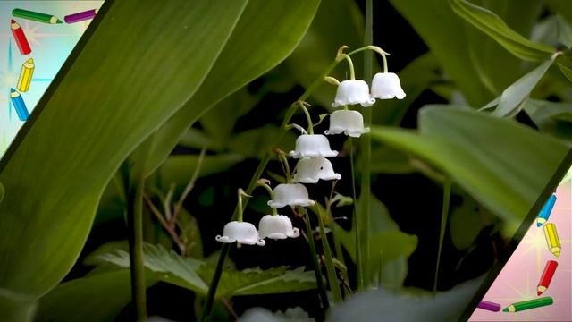 1 класс 25 урок САМОПОЗНАНИЕ | РОДНАЯ ПРИРОДА | #самопознание1класс25урок