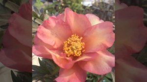 Paeonia Julia Rose