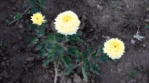 Цветение крупноцветковых хризантем