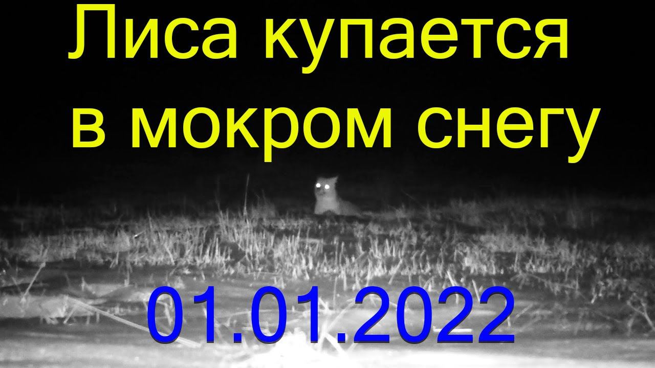 Лиса решила искупаться на Новый год / Fox takes a bath in the snow смотреть онлайн