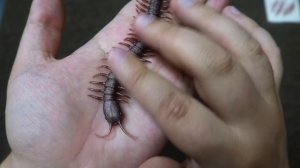 Страсти-мордасти из Китая МАСКА СОРОКОНОЖКА НАКЛЕЙКИ ШРАМЫ РАСПАКОВКА