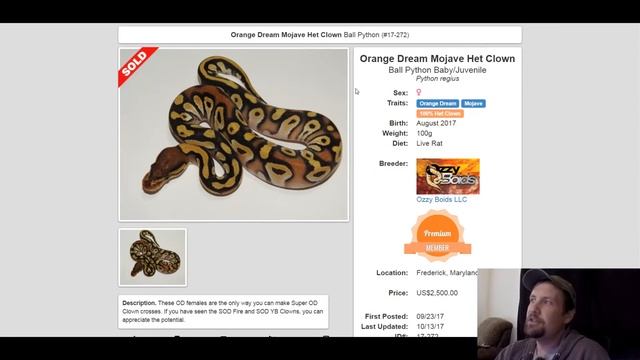 Mojave Ball Python Morph Combos | Jack's Reptiles