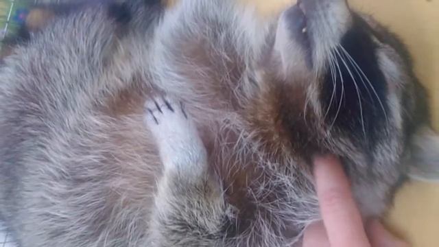 Самый крепкий сон.. смотреть онлайн