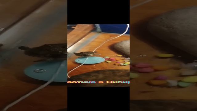 Черепашка красноухая греется под лампой