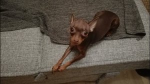 Мой маленький комочек счастья, прощай...