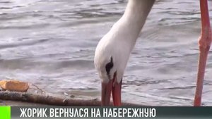 Рыбницкий аист Жорик сбежал из дома