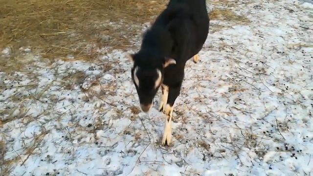 Хозяйство/Лечим уши/ Козы Ламанча