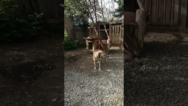 съездили в приют, выбирали щенка