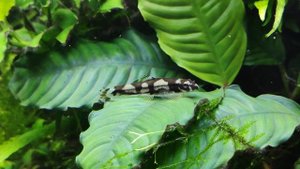 Протамизон (Боция) Панда, взрослый окрас / Protomyzon pachychilus adult color