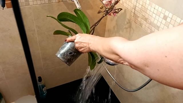 ЭКСТРЕННЫЙ ВЫПУСК! ЧЕГО НЕ НАДО ДЕЛАТЬ С ОРХИДЕЯМИ, ЕСЛИ ВЫ НОВИЧОК! КРАТКИЙ ИНСТРУКТАЖ ДЛЯ НОВИЧКО смотреть онлайн