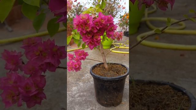 Bougainvillea Pink #bougainvillea #bougainvilleabonsai #flowers #bougainvilleaflower #phulwari