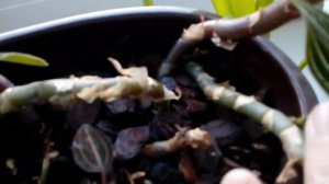 Лудизия, драгоценная орхидея.   Январь 2019      # домашние цветы # орхидея Лудизия