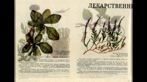 Лекарственные растения. Наглядное пособие - определитель. 1973 года.