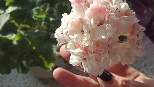 ПЕЛАРГОНИЯ ИВ КЛАВДИЯ ШУЛЬЖЕНКО // КОЛЛЕКЦИЯ ЛИПАТОВОЙ АНАСТАСИИ // ВАЦАП ДЛЯ КАТАЛОГА 89152458159