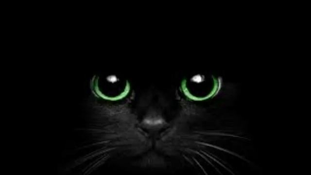 Про чёрную кошку посмотреть всеееем /Тигруша и Чернушка Pets смотреть онлайн