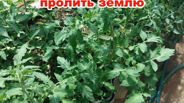 СЕКРЕТИК ПОЛИВА ТОМАТОВ | КАК ПРАВИЛЬНО ПОЛИВАТЬ ТОМАТЫ