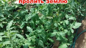 СЕКРЕТИК ПОЛИВА ТОМАТОВ | КАК ПРАВИЛЬНО ПОЛИВАТЬ ТОМАТЫ