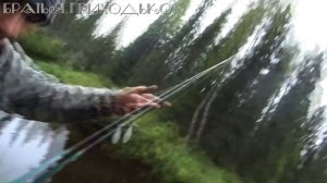 ЛОВИМ ХАРИУСА НА ТАЕЖНЫХ РУЧЬЯХ В СЕНТЯБРЕ