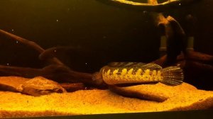 Нотоптерус мраморный,змееголов золотая кобра.