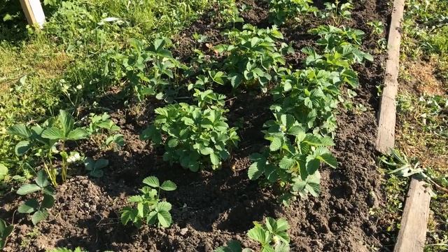 Уход за клубникой во время цветения  Выращивание клубники