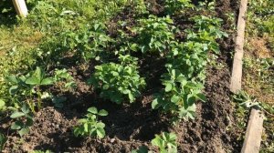 Уход за клубникой во время цветения Выращивание клубники