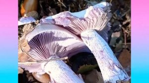 Рядовка фиолетовая. Целая плантация! Сотни грибов! Настоящие ведьмины круги.