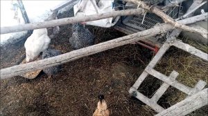 Доминанты/цветные яйца/50 оттенков зелёного