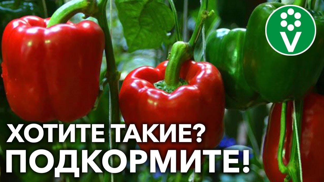 ПОДКОРМИТЕ ЭТИМ ВАШИ ПЕРЦЫ – И начало осени ТОЧНО порадует вас обилием урожая!