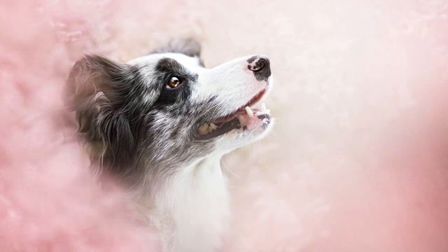 Песня "Блюз бродячих собак". Бордер колли. смотреть онлайн